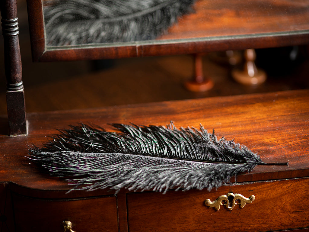 Ostrich Plume