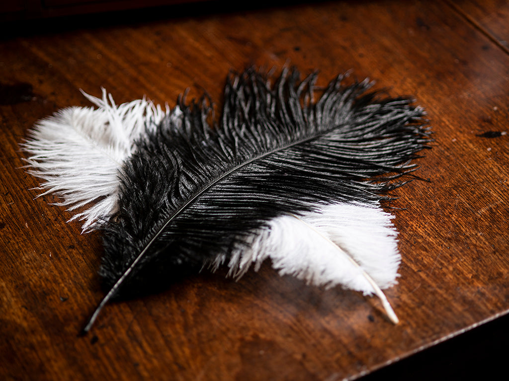 Ostrich Plume